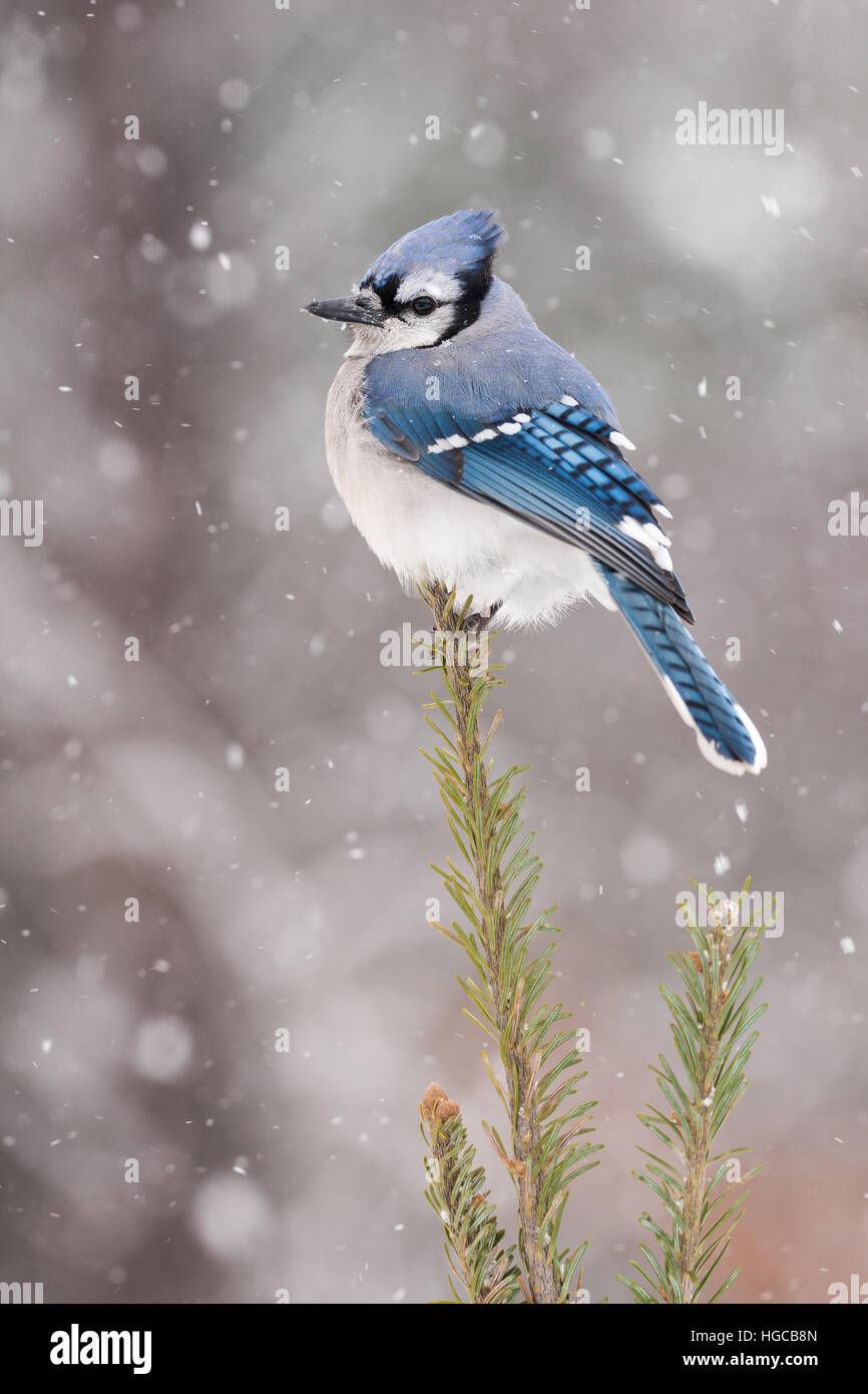 Geai bleu entouré par la neige Banque D'Images