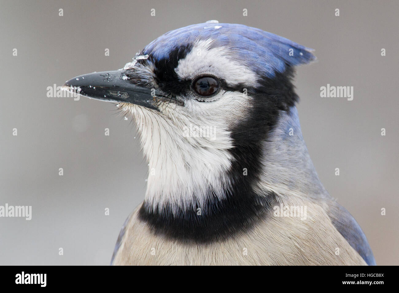 Un gros plan d'un geai bleu lors d'une chute de neige. Banque D'Images