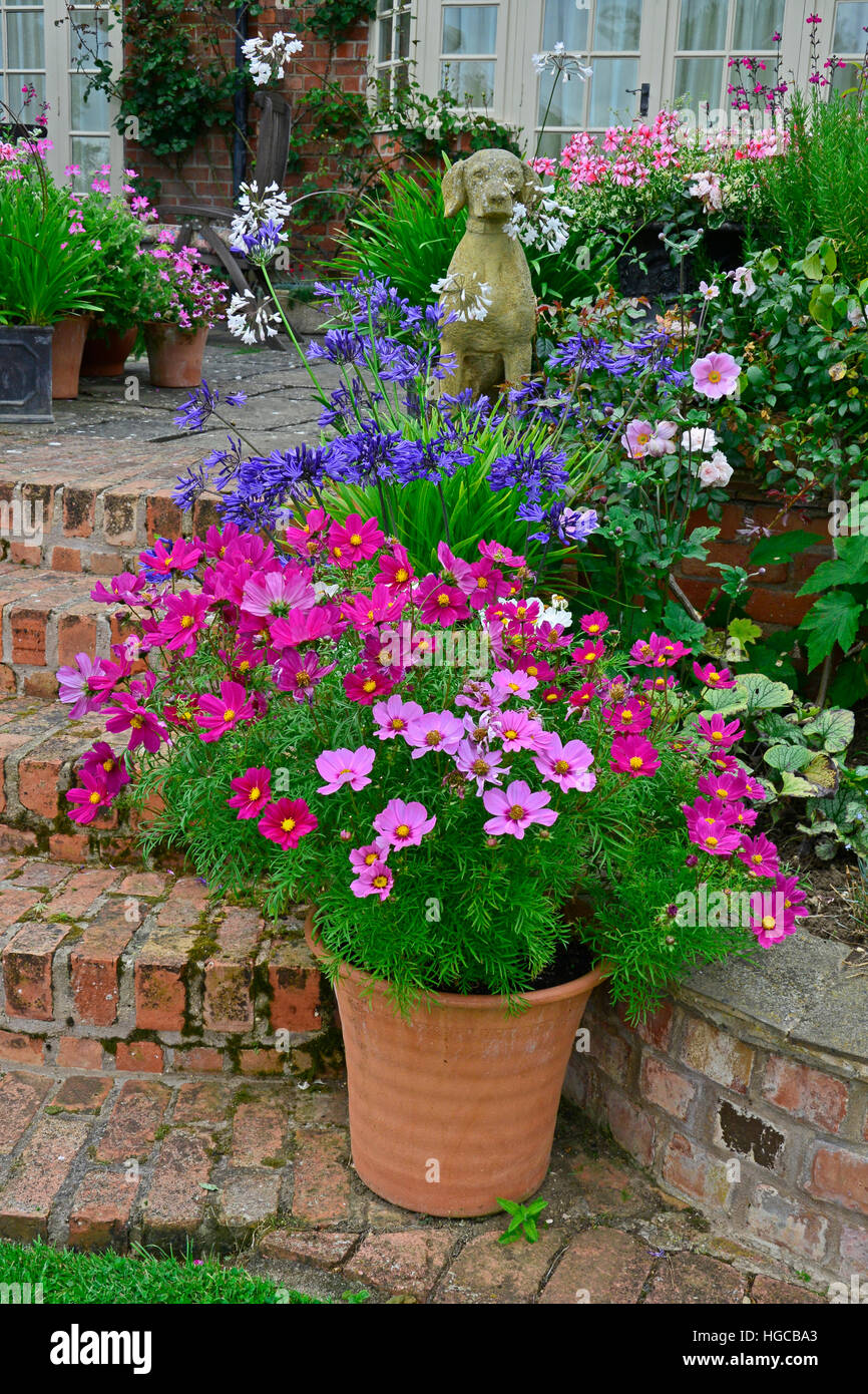 Terrasse jardin coloré avec des lits de fleurs et planté des contenants de Cosmos très attractice afficher en face d'une maison de campagne Banque D'Images