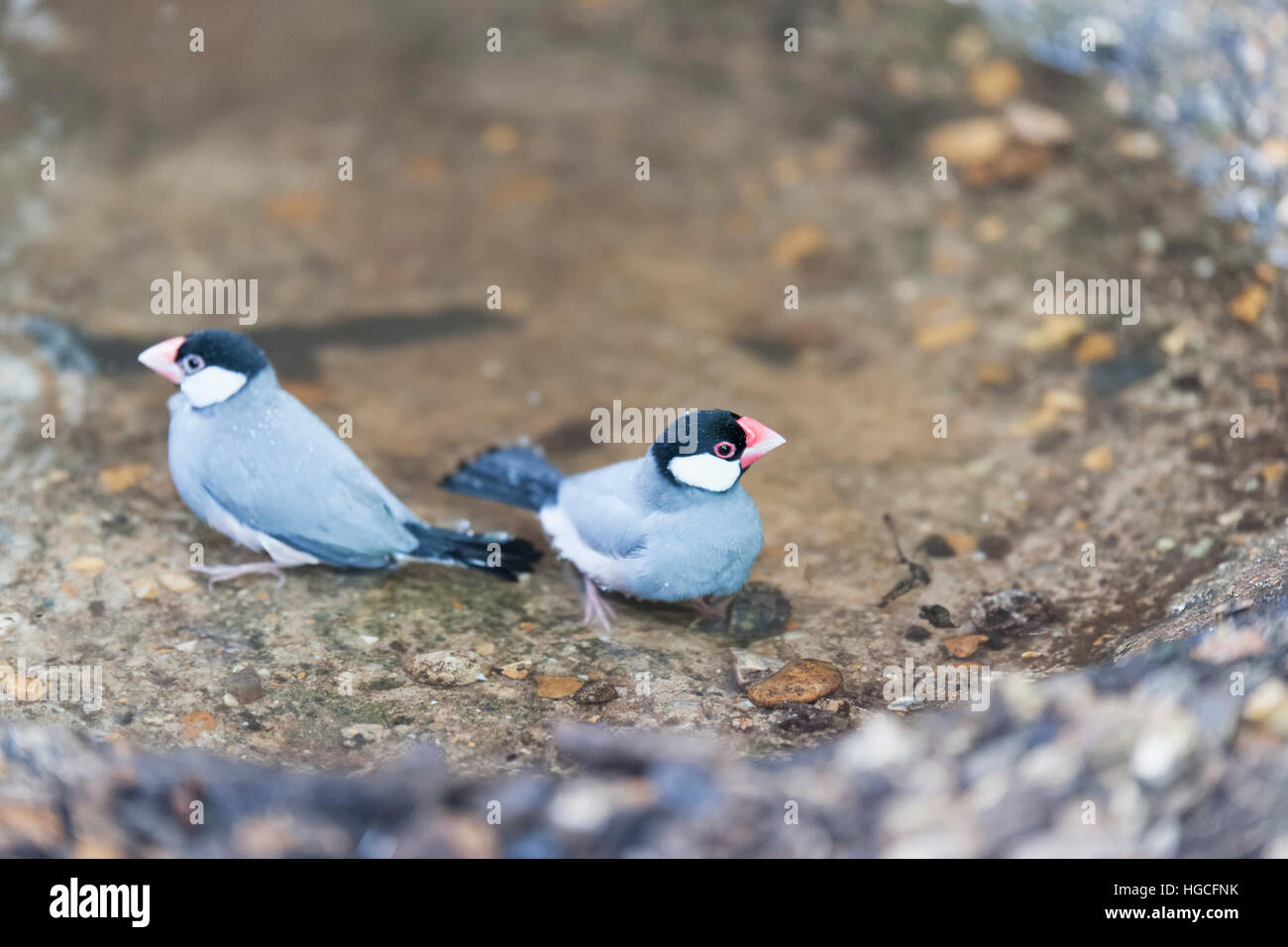 Du Moineau de Java se laver dans un bain d'eau Banque D'Images