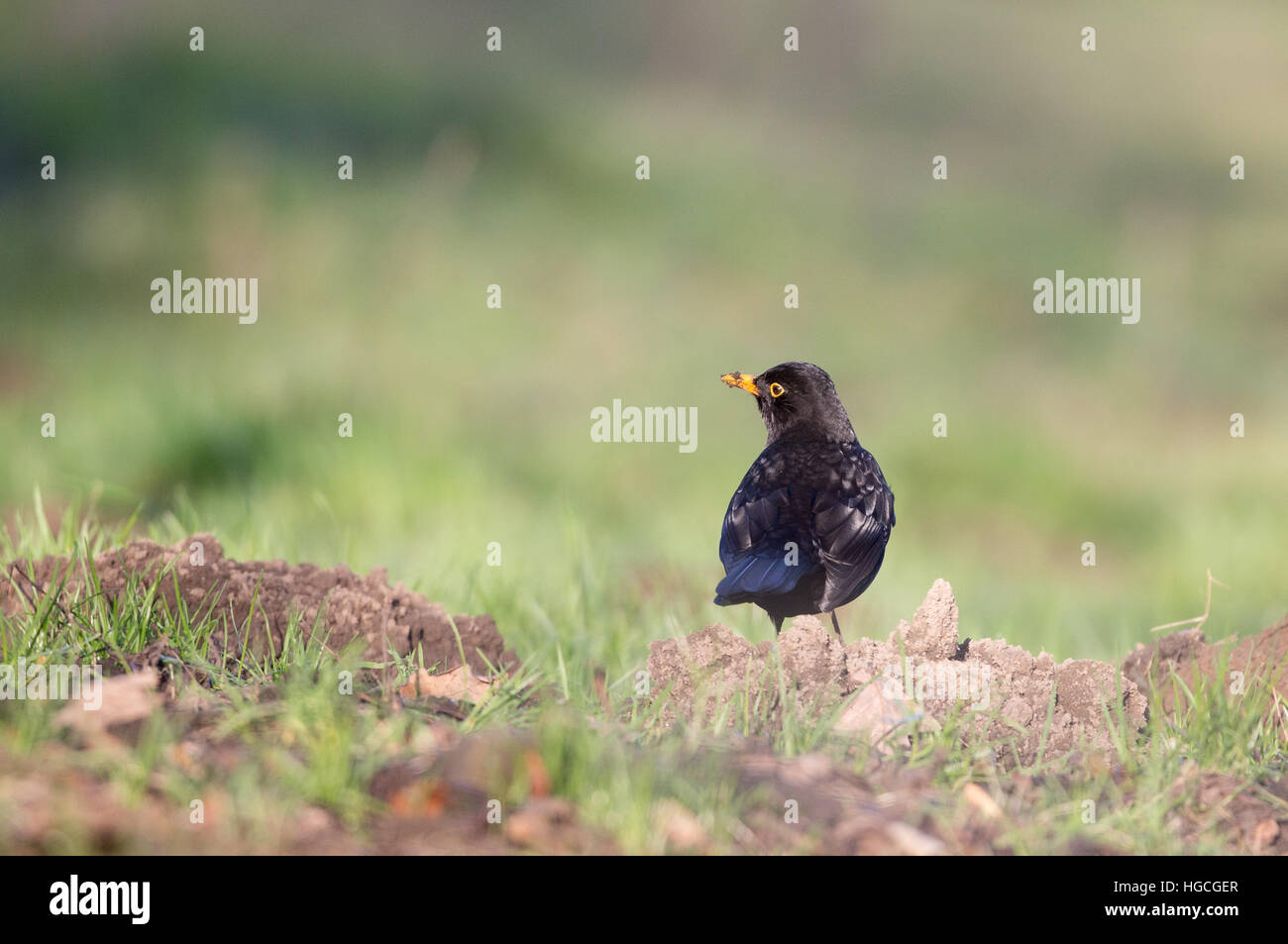 Un mâle blackbird se dresse sur une mole hill et est à la recherche autour. Banque D'Images