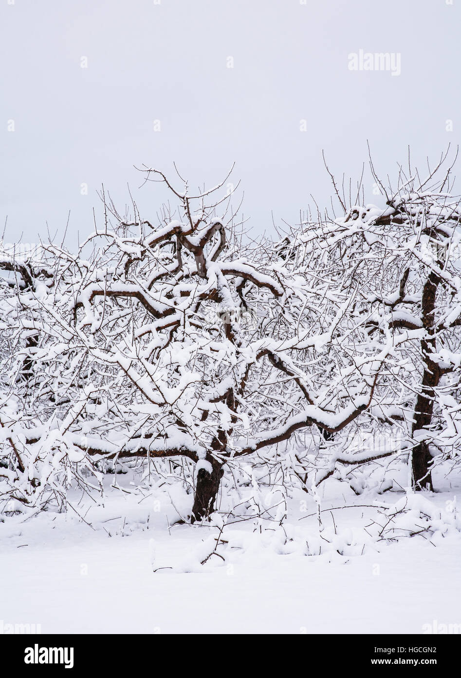 Formes abstraites de neige d'hiver verger de pomme couvert, Monmouth County, New Jersey, Etats-Unis, images drôles,Ferme humour arbres tempête de neige US FS8,64 Mb Banque D'Images