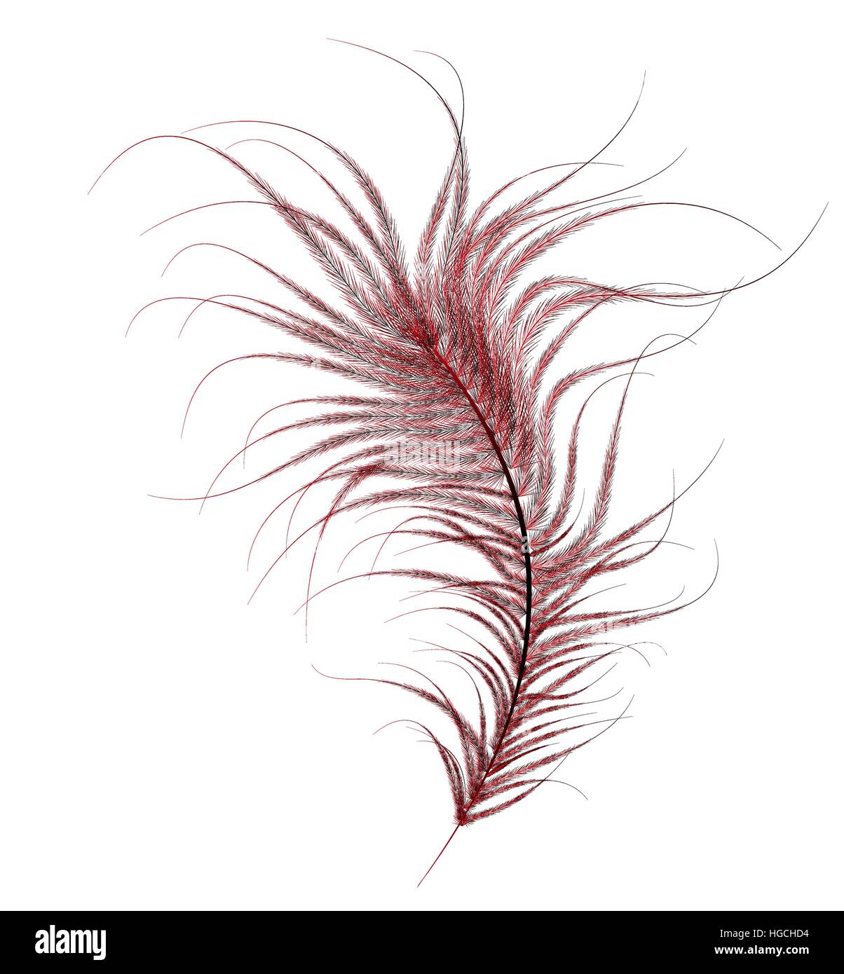 Peint à fond, plumes d'autruche rouge sur un fond blanc. Illustration de Vecteur