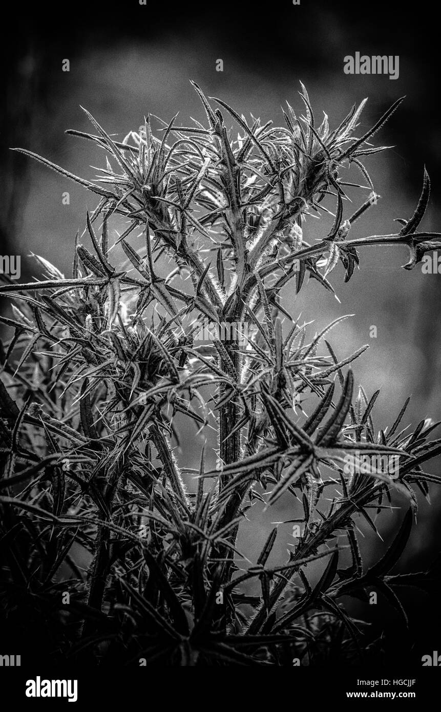 Noir et blanc des plantes piquantes Banque D'Images