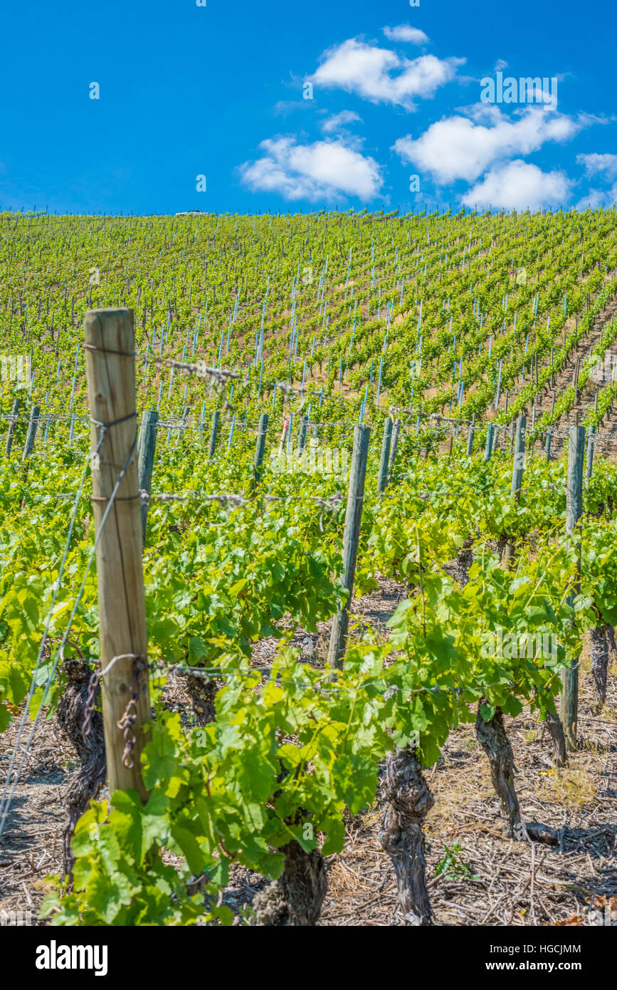 Vue du vignoble Banque D'Images
