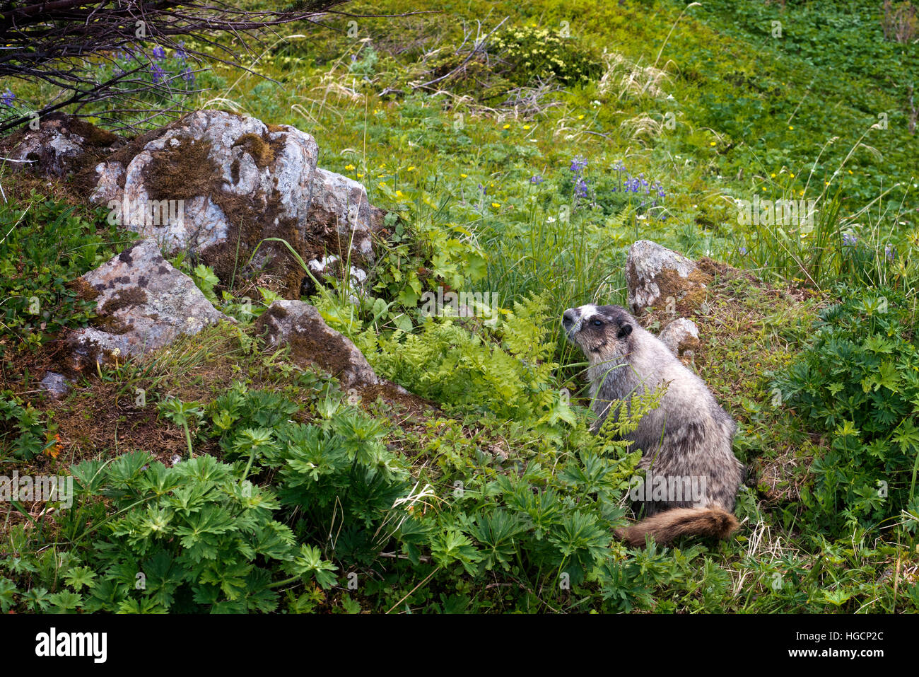 Une marmotte à Mount Roberts. Trekking du Mt Roberts Tramway, Juneau. De l'Alaska. La borne supérieure du tramway est situé sur une tour et offre métier à bro Banque D'Images