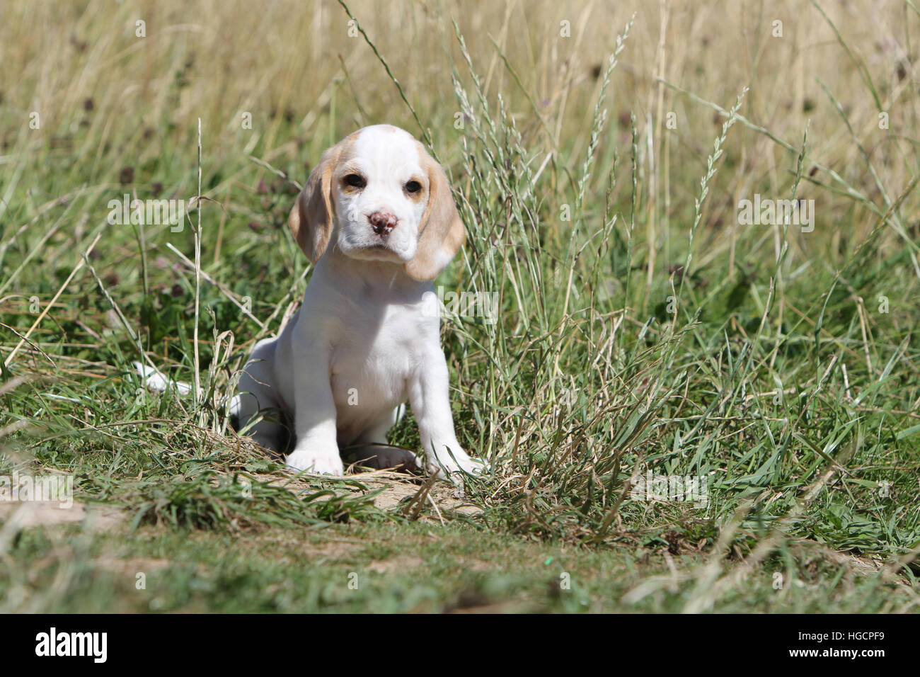 Chien Beagle puppy sitting Banque D'Images