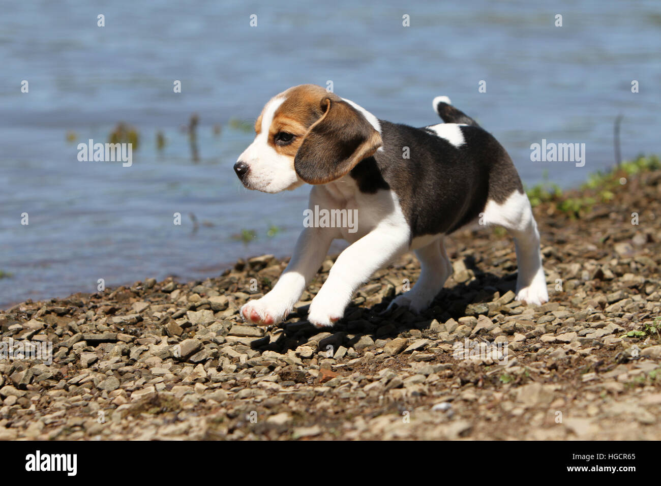 Chien Beagle chiot tournant au bord de l'eau profil Banque D'Images