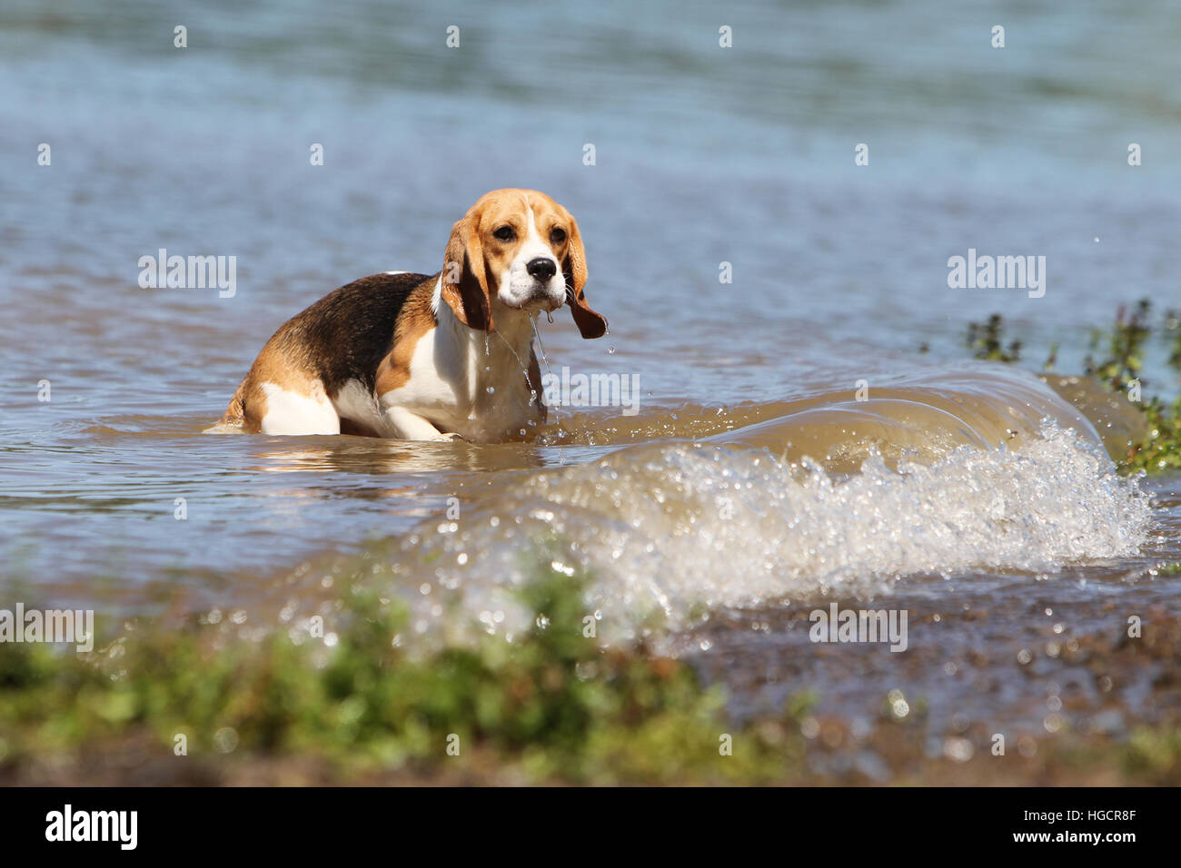 Chien Beagle des profils d'exécution dans la face du lac Banque D'Images