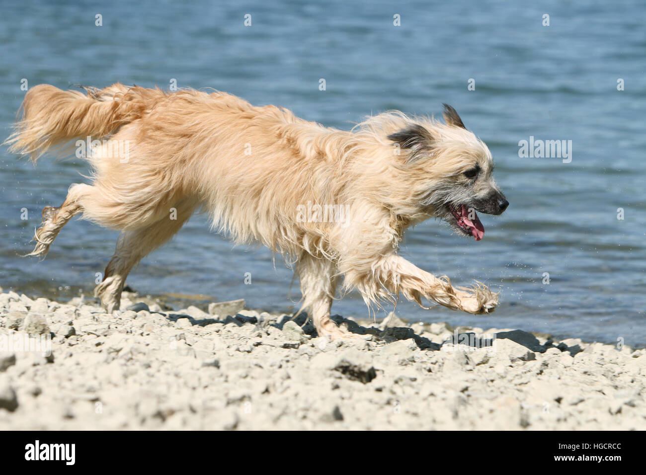 Chien Berger Des Pyrénées adultes adultes fonctionnant sur une plage de galets fawn Banque D'Images