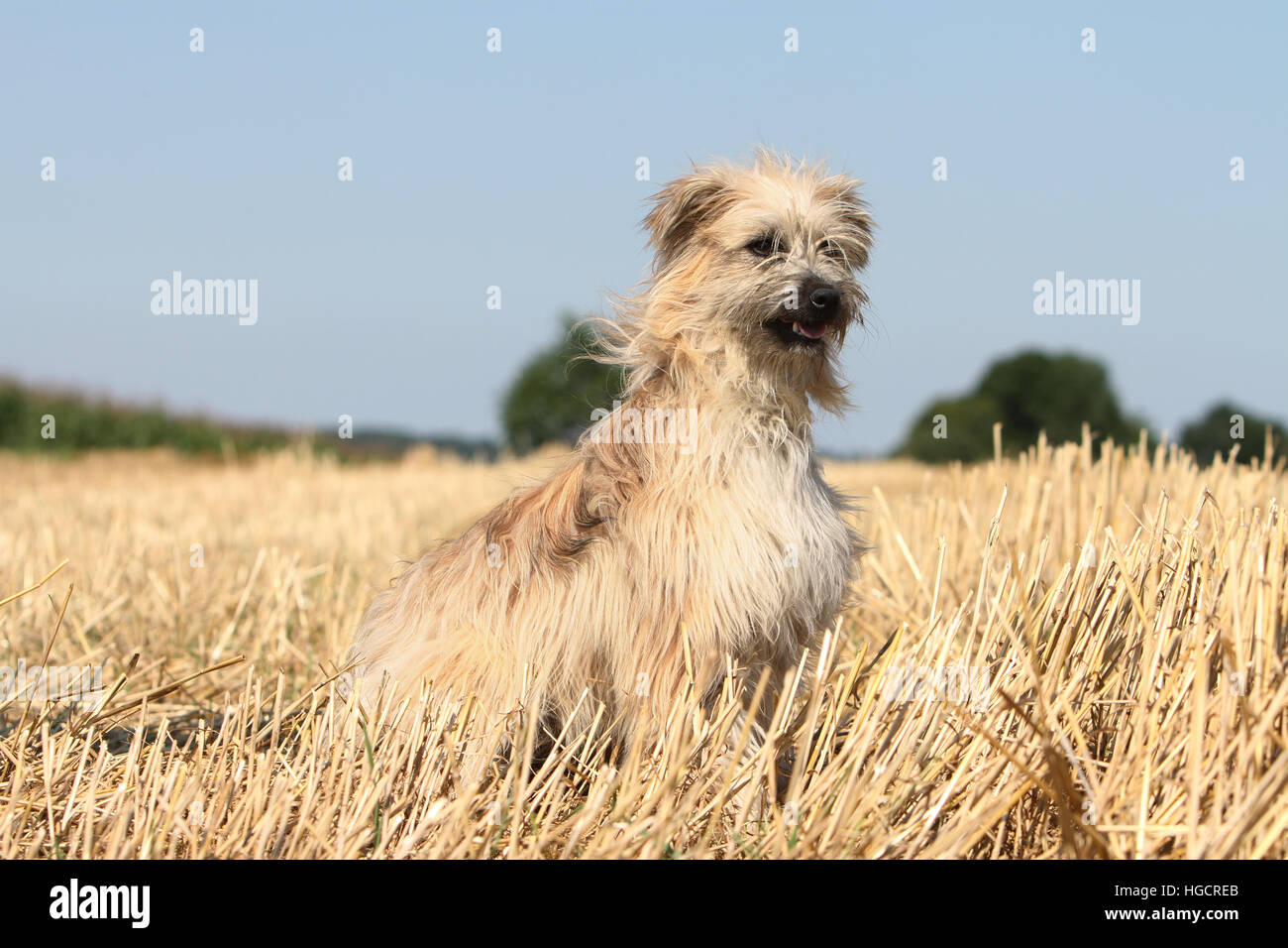 Chien Berger Des Pyrénées Des Profils Assis Dans Un Champ De