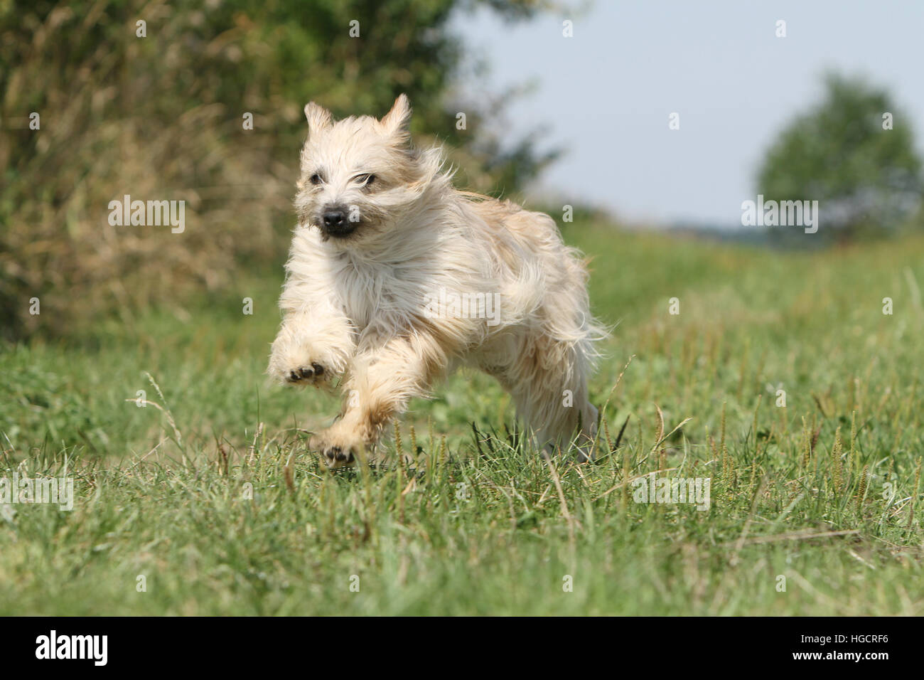 Chien Berger Des Pyrénées adultes adultes faon dans un pâturage tournant face Banque D'Images