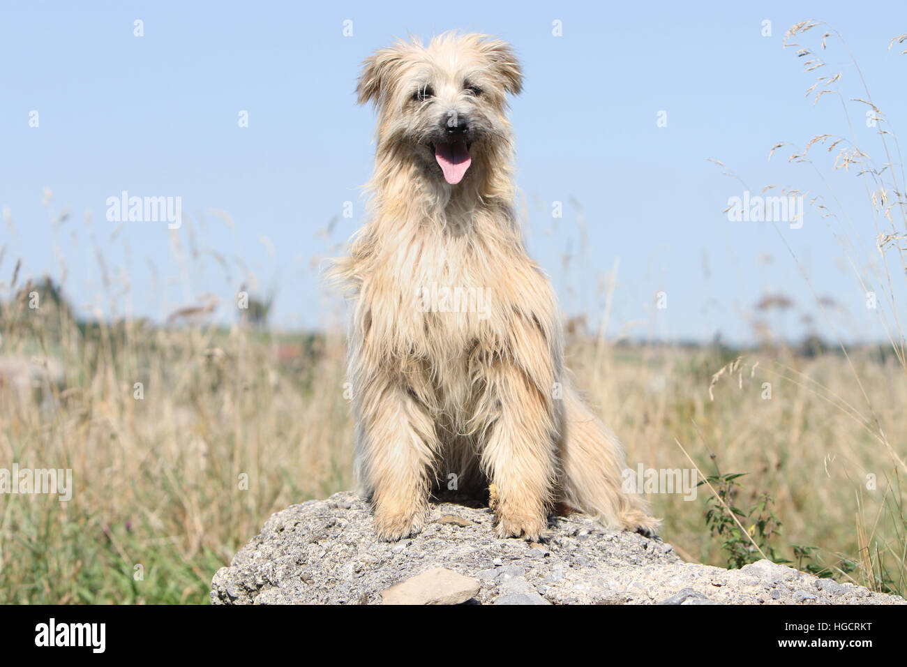 Chien Berger Des Pyrénées Adultes Adultes Fauve Sur Un