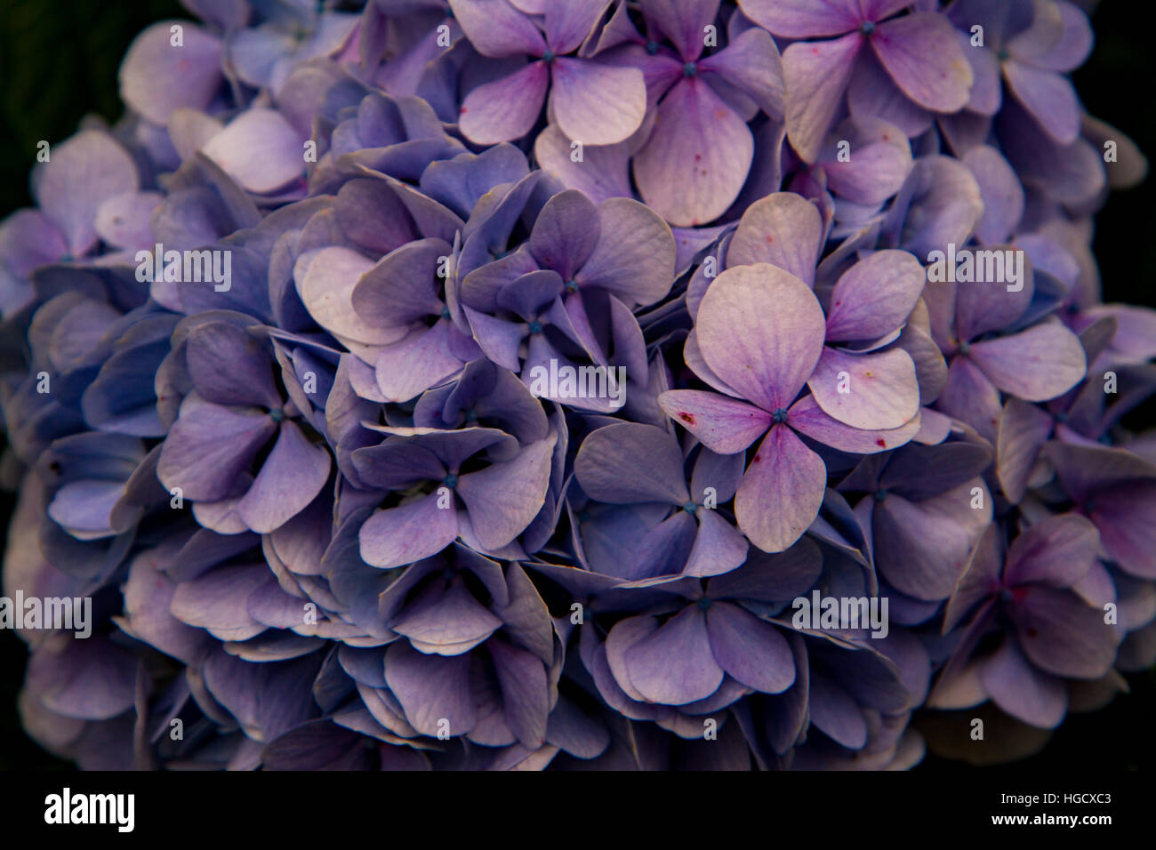 Hortensia Banque D'Images