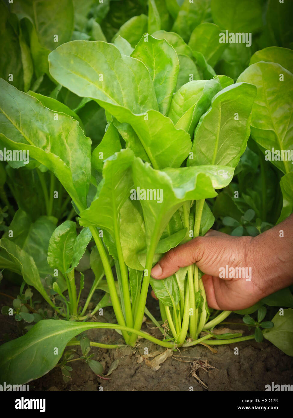 Les feuilles d'épinards frais et biologiques holding à la main dans le jardin Banque D'Images