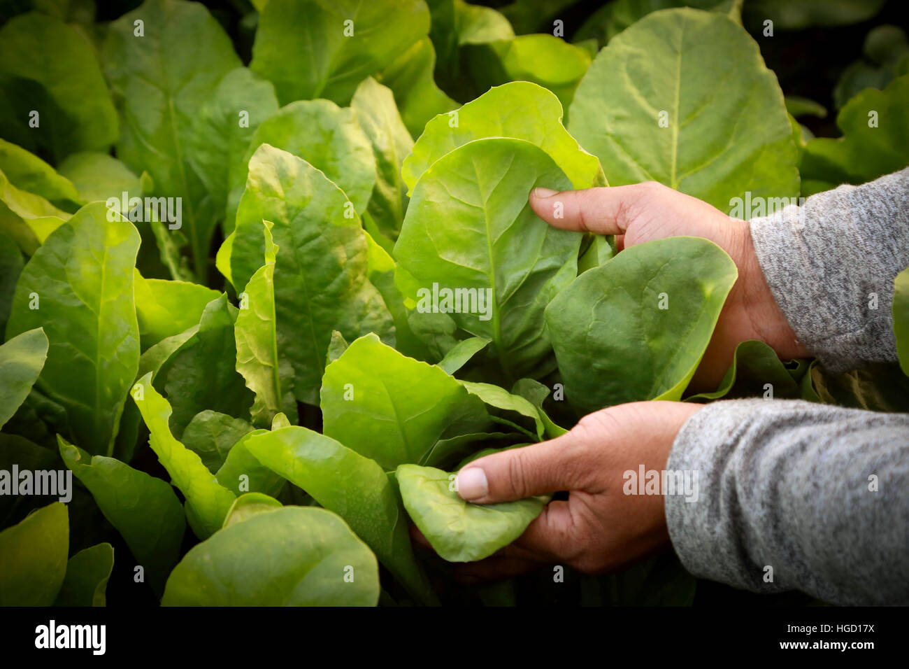 Les feuilles d'épinards frais et biologiques holding à la main dans le jardin Banque D'Images