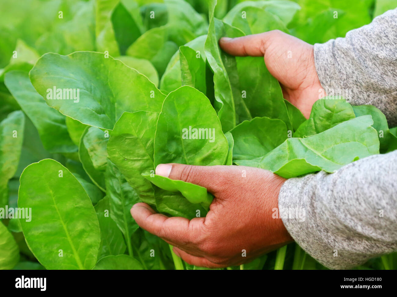 Les feuilles d'épinards frais et biologiques holding à la main dans le jardin Banque D'Images