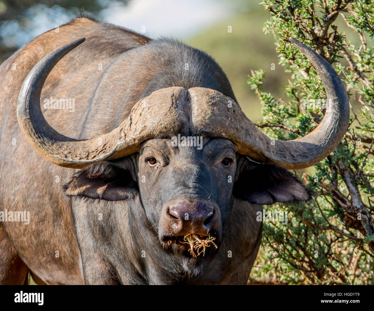 Portrait de buffles africains dans le sud de la savane africaine Banque D'Images