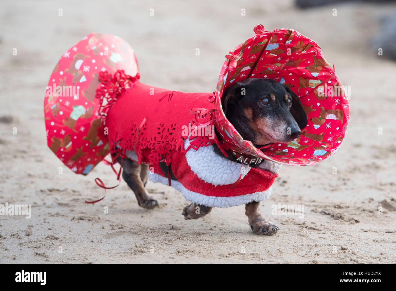Un teckel chien saucisse habillé en robe de Noël comme un cracker de noël. Banque D'Images