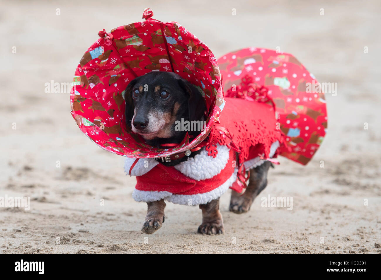 Un teckel chien habillé en robe de soirée comme un noël à Noël à Whitmore, barry dans la baie de Cardiff, Pays de Galles, Royaume-Uni. Banque D'Images