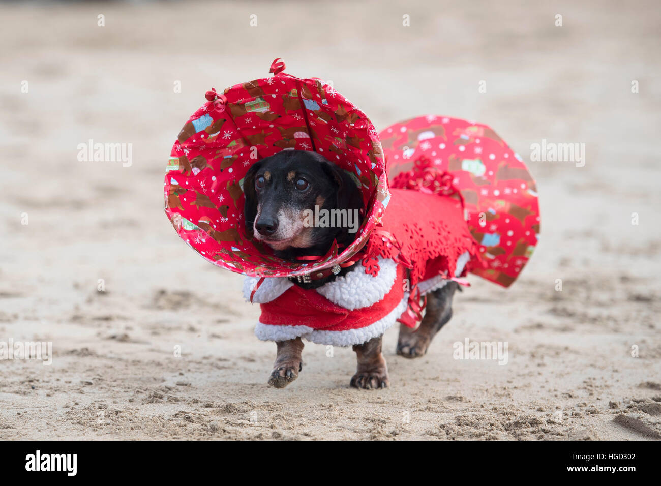 Un teckel chien saucisse habillé en robe de Noël comme un cracker de noël. Banque D'Images