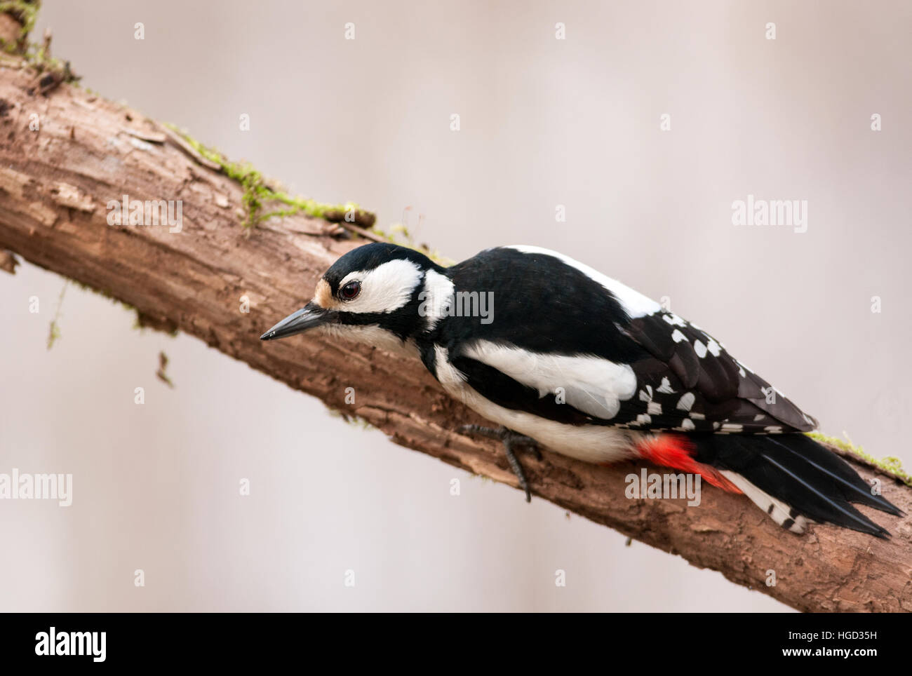 Femelle de grande pic mar (Dendrocopos major) assis allongé sur un tronc d'arbre.L'hiver en Pologne.Télévision,vue horizontale. Banque D'Images