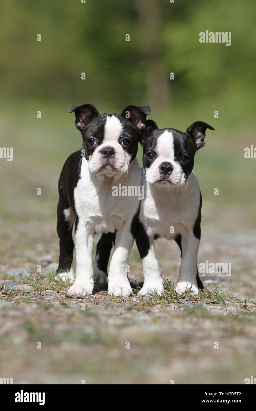Chien Chiens Boston Terrier Noir Avec Deux Chiots Chiot