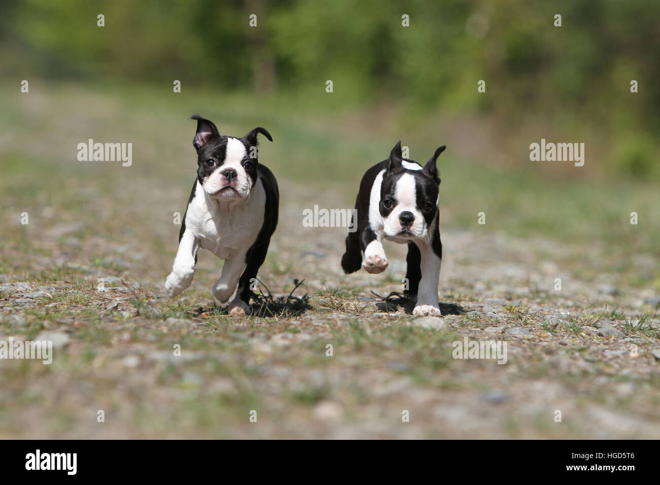 Chien chiens Boston terrier noir avec deux Chiots chiot blanc tournant Banque D'Images