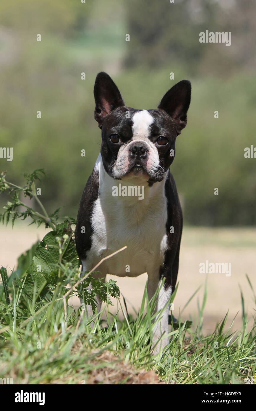 Chien Boston Terrier adultes adultes noir avec blanc debout face Banque D'Images