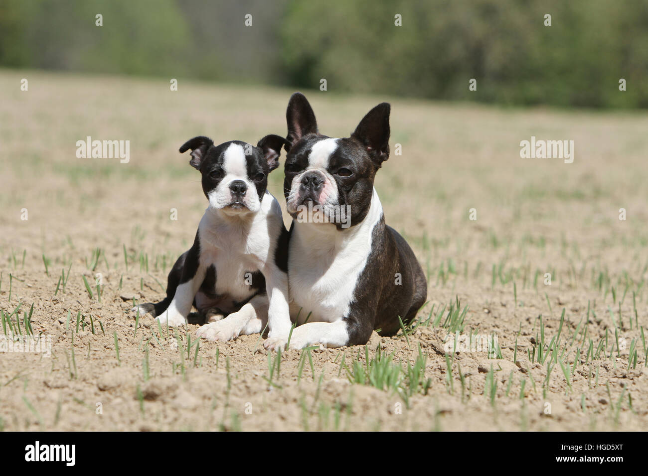 Chien Boston Terrier chiot adulte et deux noir avec blanc dans un champ étendu Banque D'Images