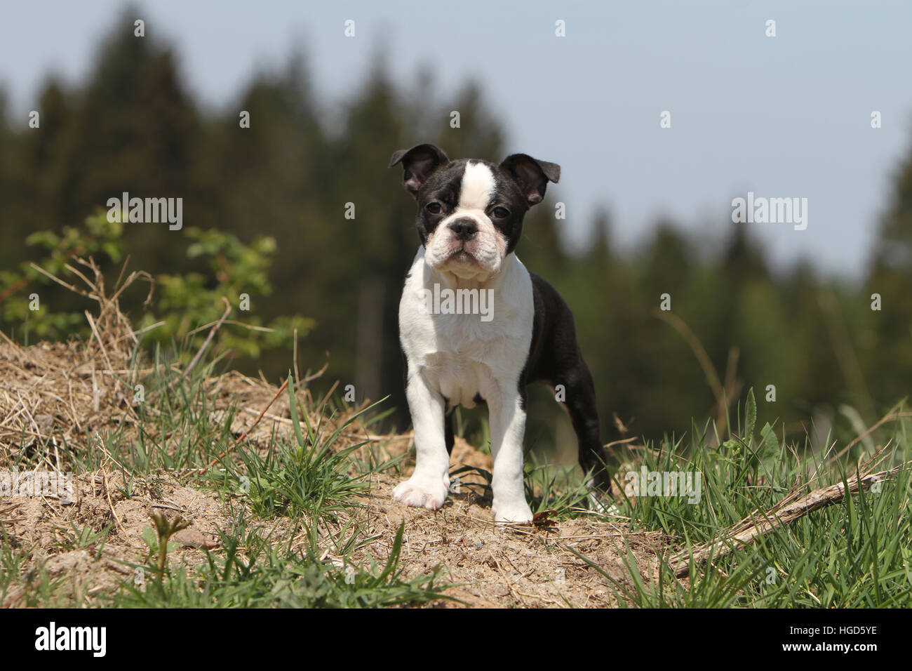 Chien Boston Terrier puppy noir avec blanc debout face Banque D'Images