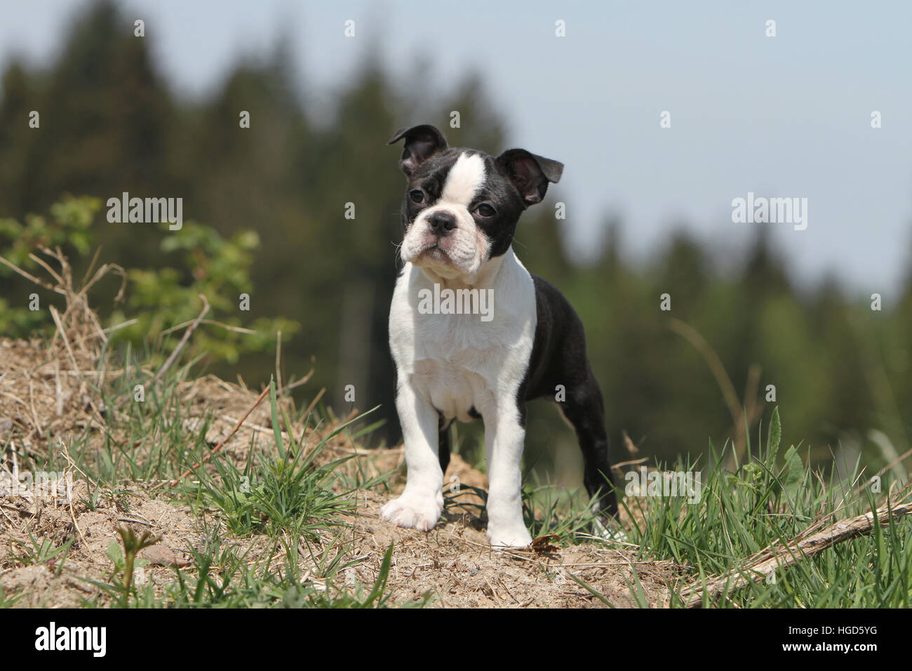 Chien Boston Terrier puppy noir avec blanc debout face Banque D'Images