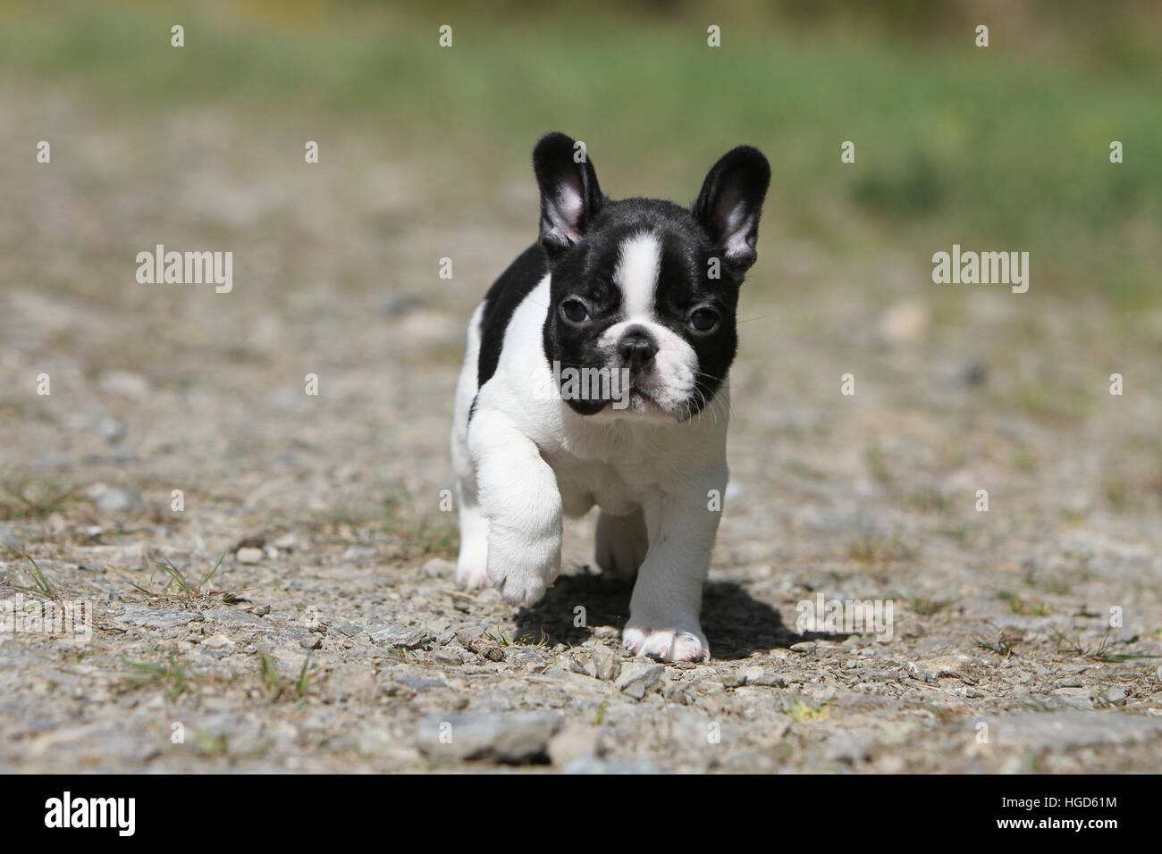 Chien Bouledogue Francais English Bouledogue Chiot S Executant Dans Un Chemin Noir Et Blanc Photo Stock Alamy Chien Bouledogue Francais English Bouledogue Chiot S Executant Dans Un Chemin Noir Et Blanc Photo Stock Alamy