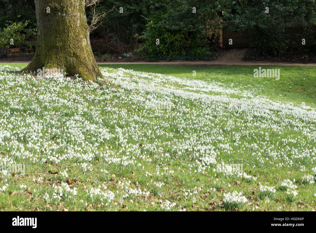 Tapis de perce-neige (Galanthus) Banque D'Images