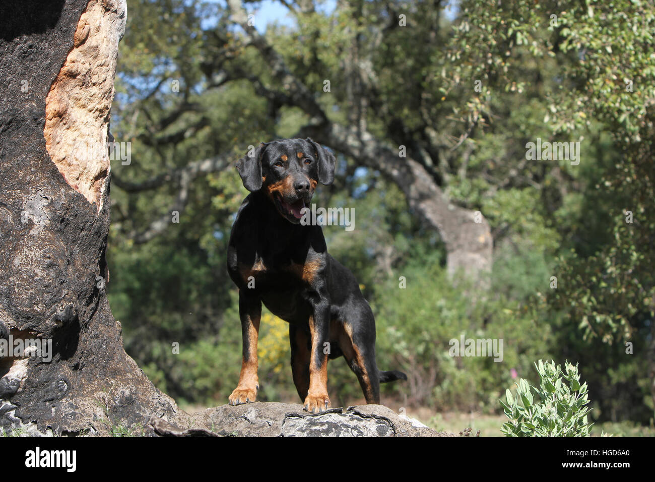 DogsTransylvanian / Hound Dog Erdelyi kopo adultes adultes debout dans l'orée du bois Banque D'Images