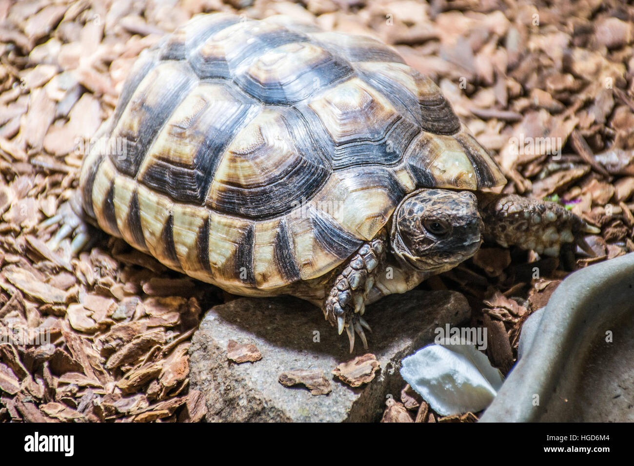 Testudo marginata tortue l'landturtle 7 manger Banque D'Images Testudo marginata tortue l'landturtle 7 manger Banque D'Images