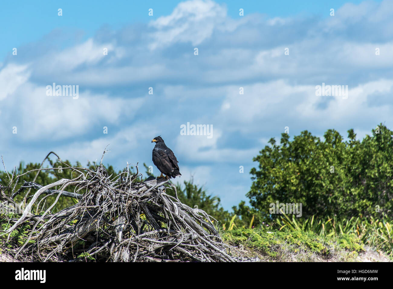 Hawk Gratuitement Falcon Oiseaux Sauvages Au Mexique Yucatan
