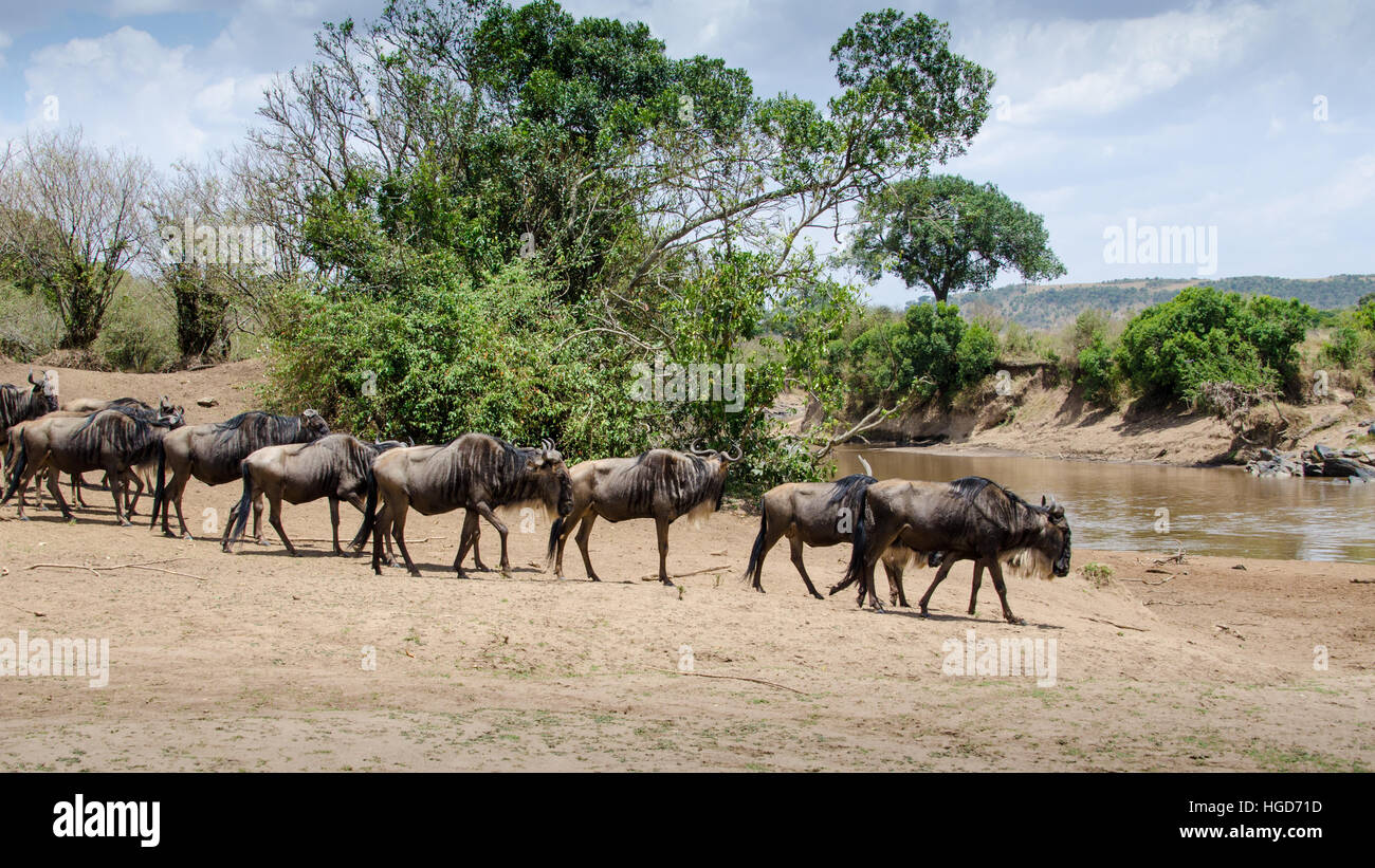 Le gnou, Barbu blanc chat ou bleu (Connochaetes taurinus) à propos de traverser la rivière Mara Banque D'Images