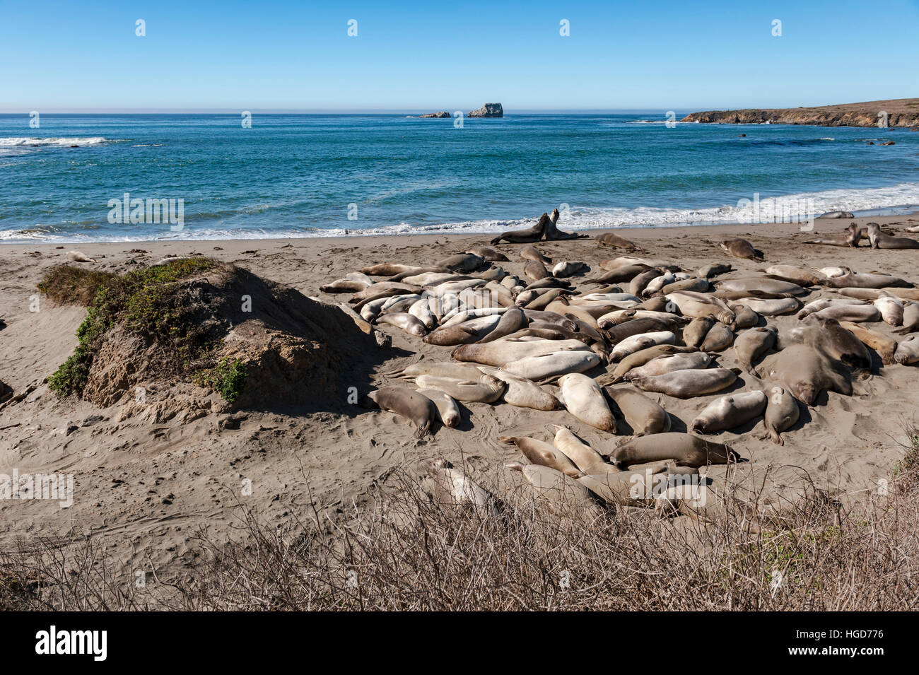 Un petit groupe d'éléphants de mer (Mirounga angustirostris) Bain de soleil à la plage à Ano Nuevo State Reserve, en Californie. Banque D'Images