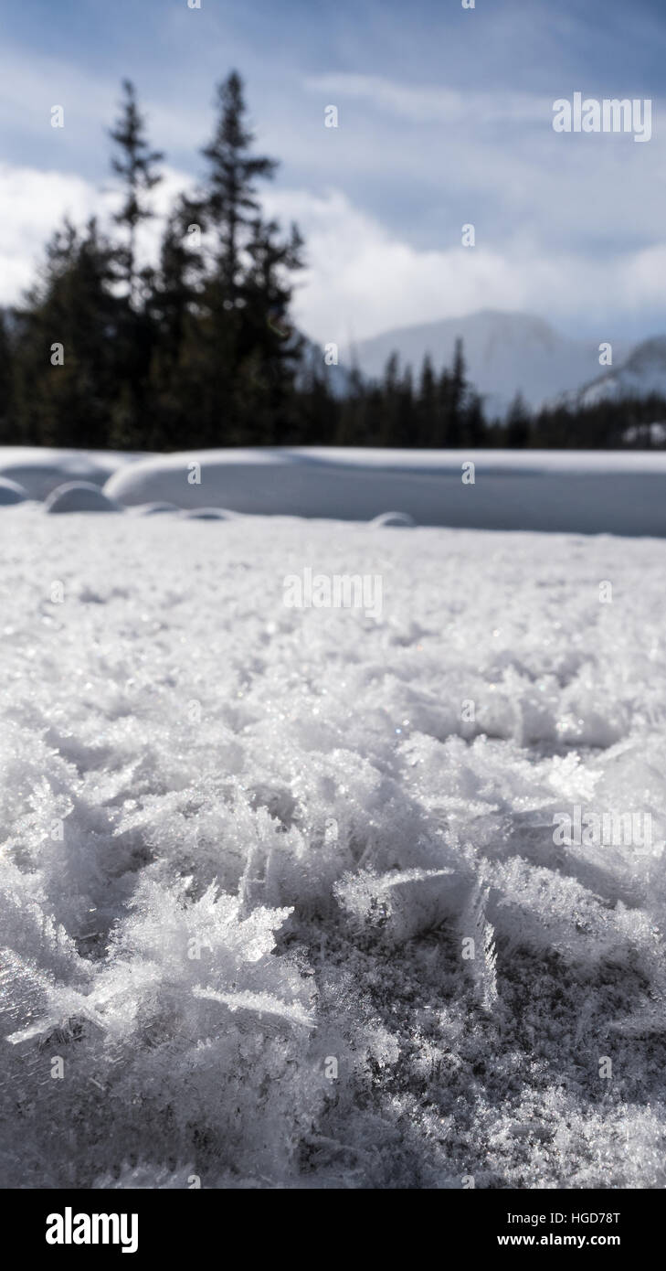 Cristaux de givre à un ressort dans l'Oregon est Montagnes Wallowa. Banque D'Images