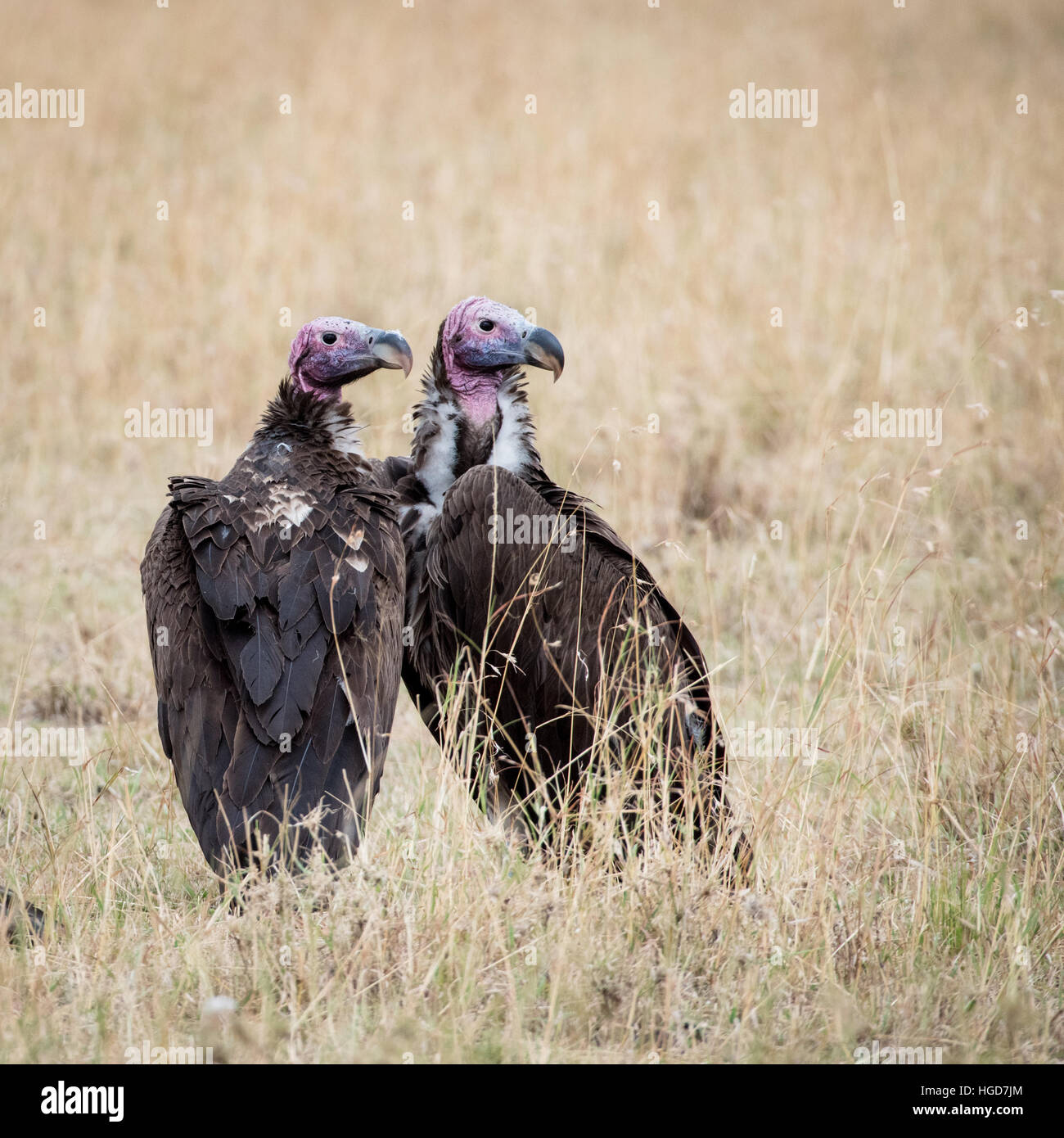 Coprin micacé (Nubian) vautours (Torgos micaceus) Banque D'Images