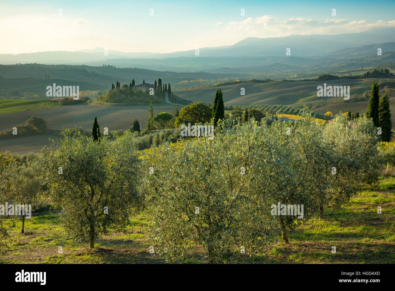 Plus tôt le matin d'une oliveraie, le belvédère près de San Quirico d'Orcia, Toscane, Italie Banque D'Images