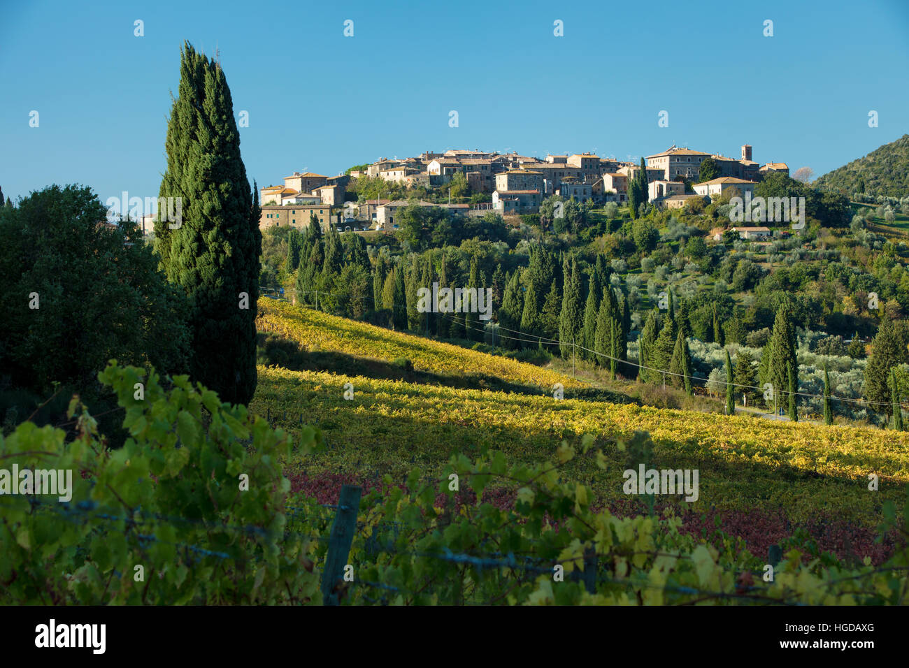 Vue sur le vignoble de la ville de Castelnuovo, Toscane, Italie Banque D'Images