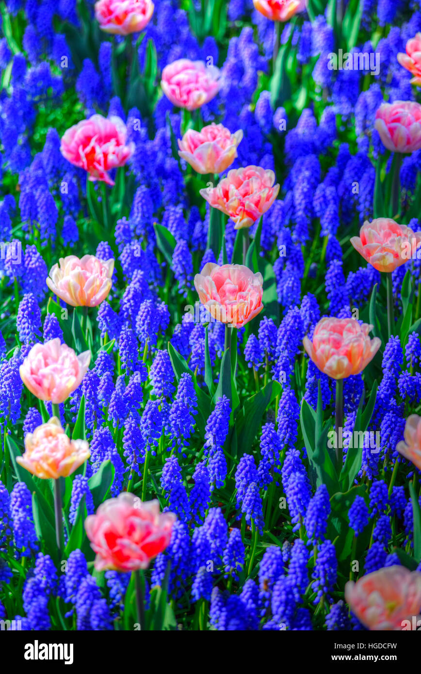 Beau bouquet de tulipes roses au printemps Flore Concept naturel domaine Banque D'Images