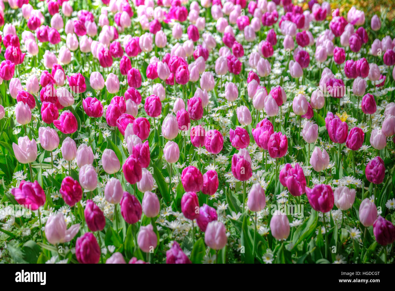 Beau bouquet de tulipes roses au printemps Flore Concept naturel domaine Banque D'Images
