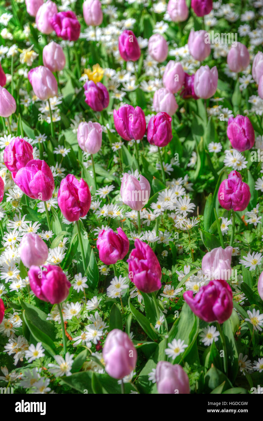 Beau bouquet de tulipes roses au printemps Flore Concept naturel domaine Banque D'Images