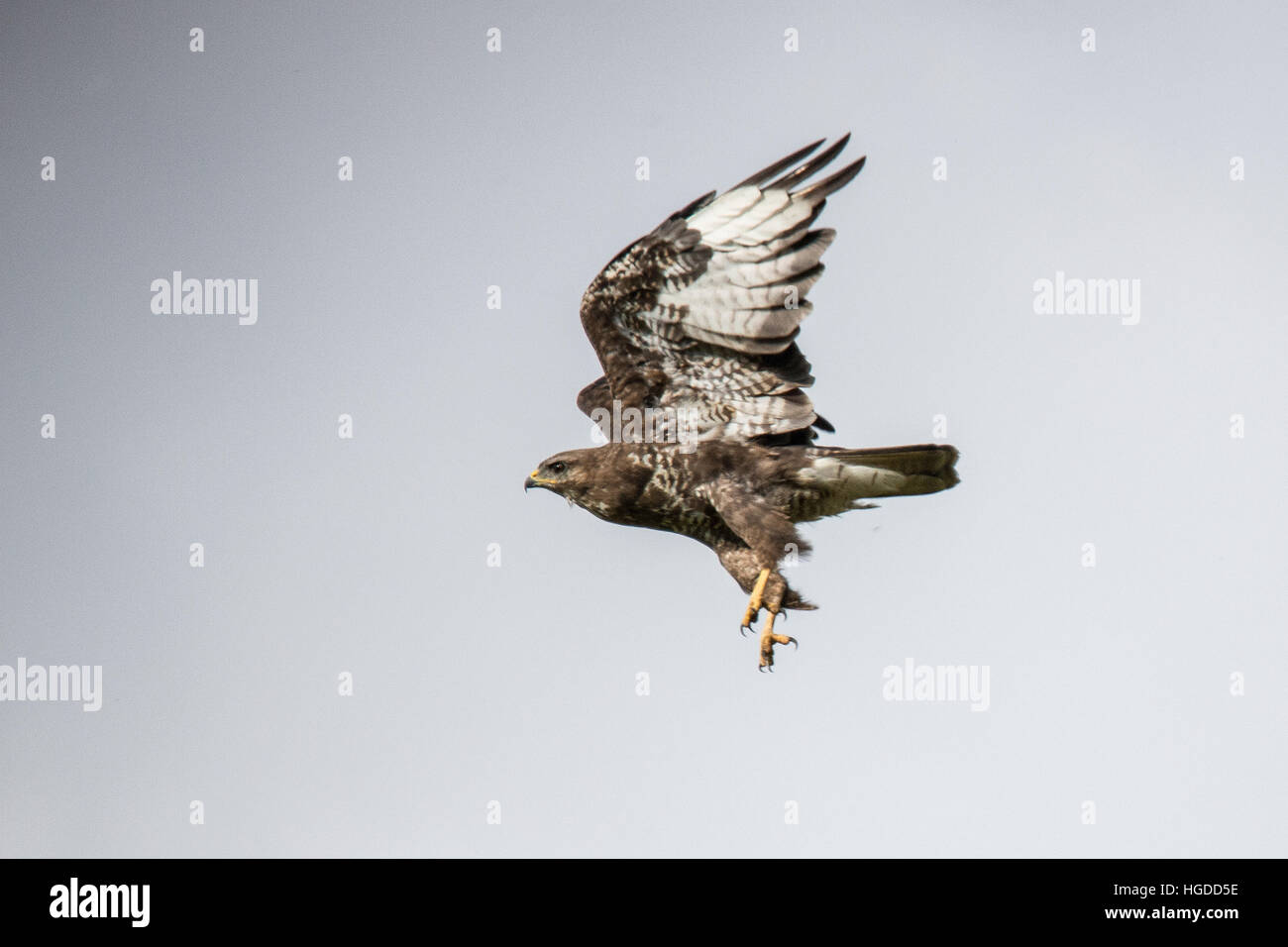 Buse variable Banque D'Images