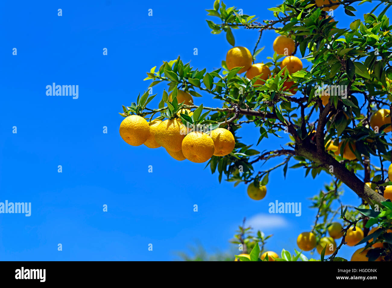 Museo Nazionale di Villa Pisani, parc, orangerie, oranges Banque D'Images