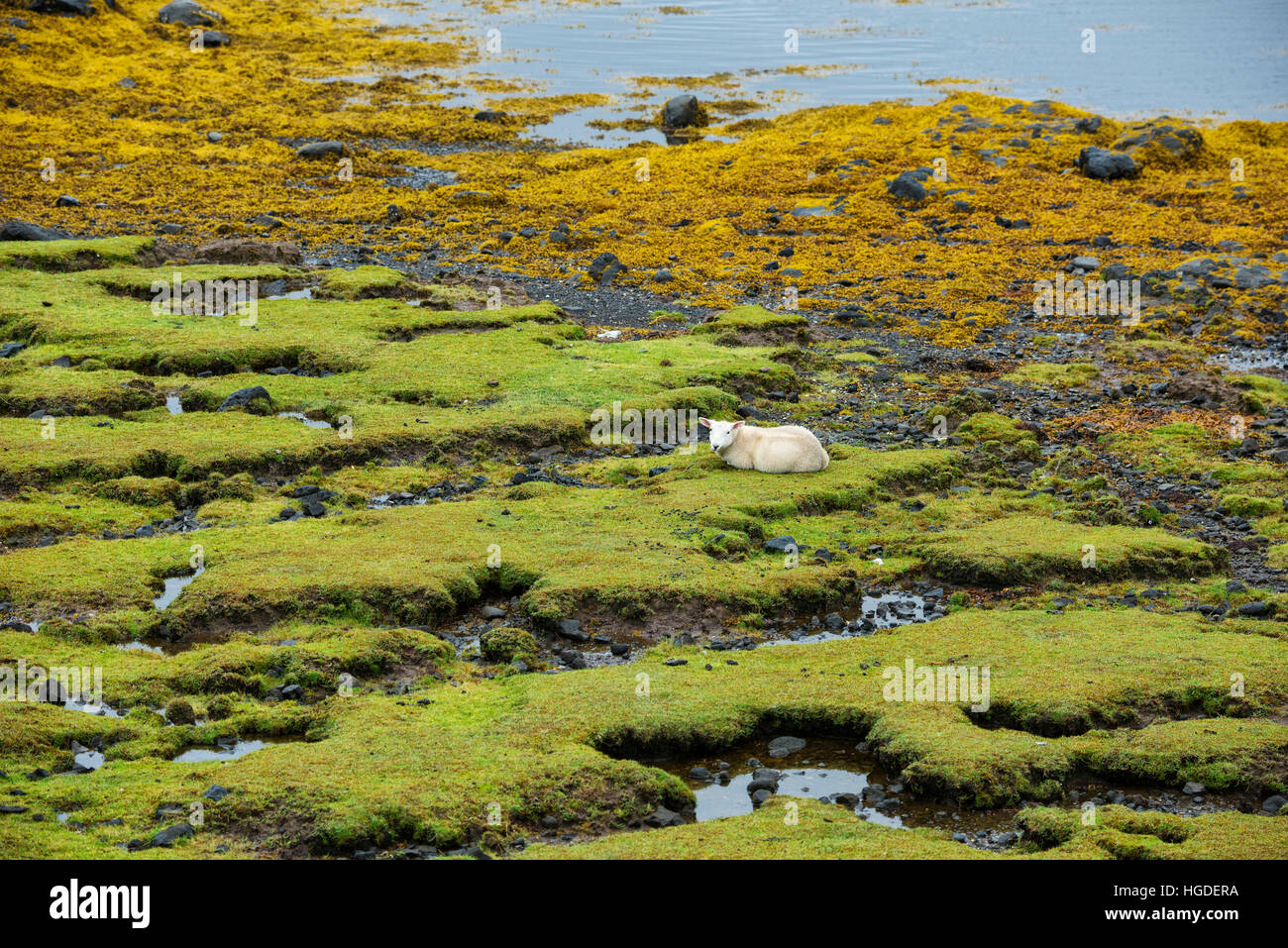 L'archipel des Hébrides, Ecosse, île de Skye, les moutons on beach Banque D'Images