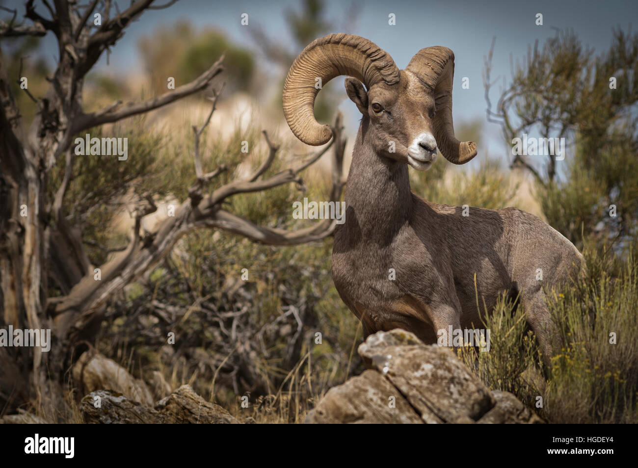 Californie, Comté de Mesa, Colorado National Monument, mouflons, Ovis canadensis Banque D'Images